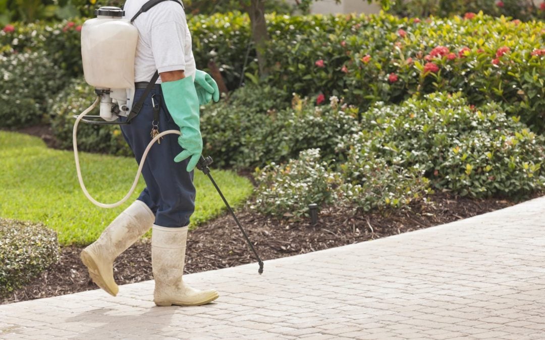 Crucial Details About Fort Worth Pest Control Companies